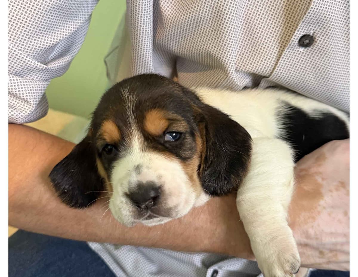 Basset Hound Puppies breeder image 21