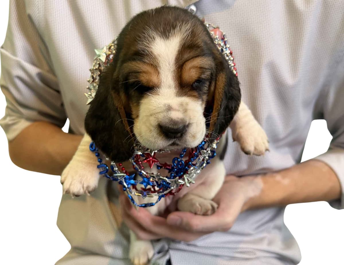 Basset Hound Puppies breeder image 26