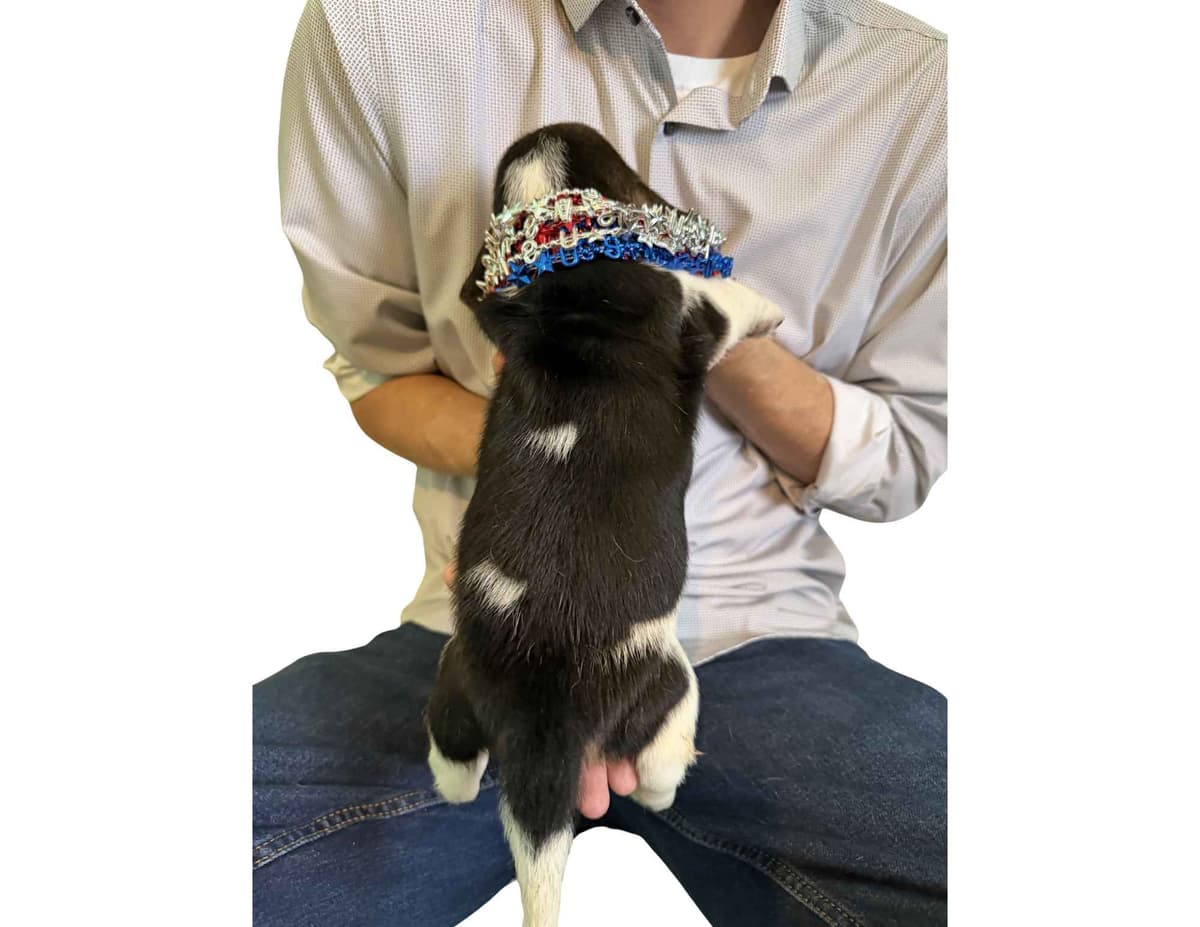 Basset Hound Puppies breeder image 27