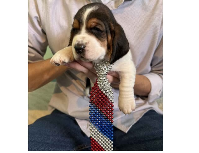 Basset Hound Puppies media 18