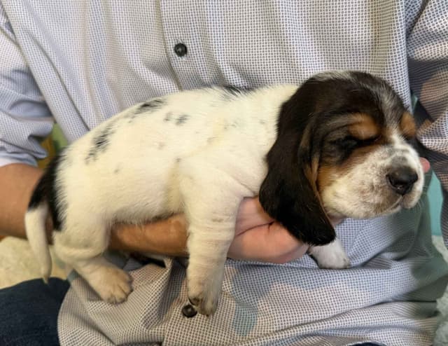 Basset Hound Puppies media 15