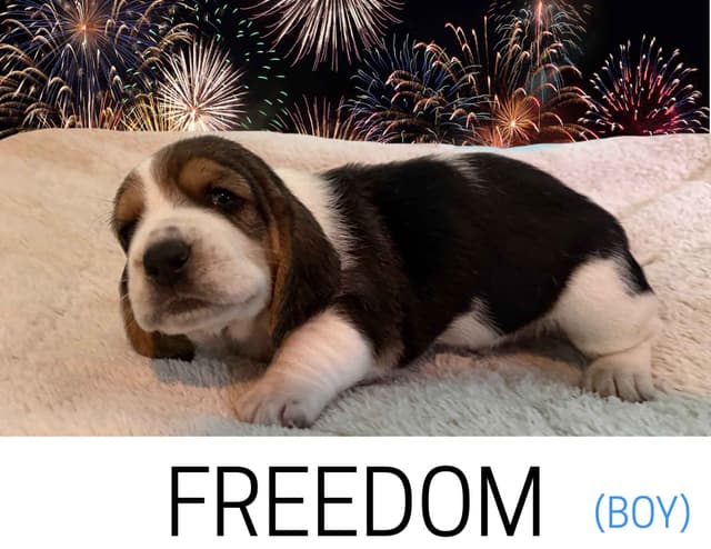 Basset Hound Puppies media 3