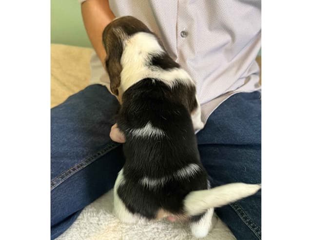 Basset Hound Puppies media 5