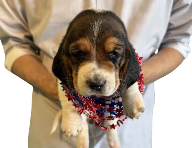 Basset Hound Puppies media 10