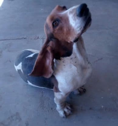 Basset Hound Puppies breeder image 3