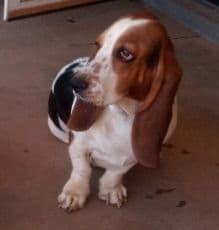 Basset Hound Puppies breeder image 4