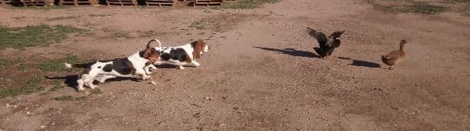Basset Hound Puppies breeder image 2