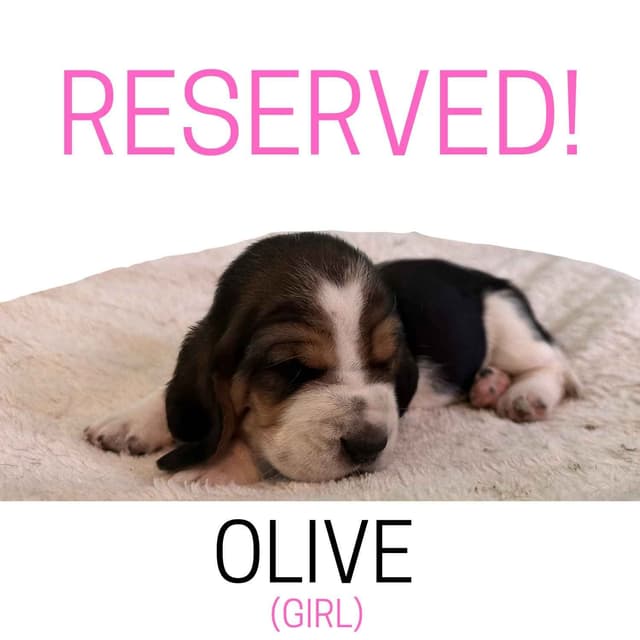 Basset Hound Puppies media 24