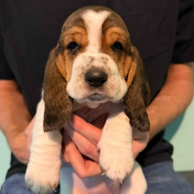 Basset Hound Puppies media 25