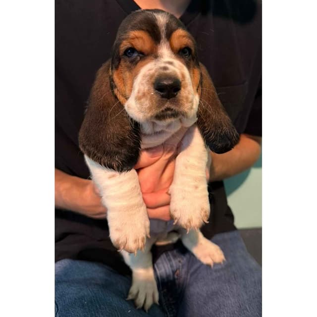 Basset Hound Puppies media 16