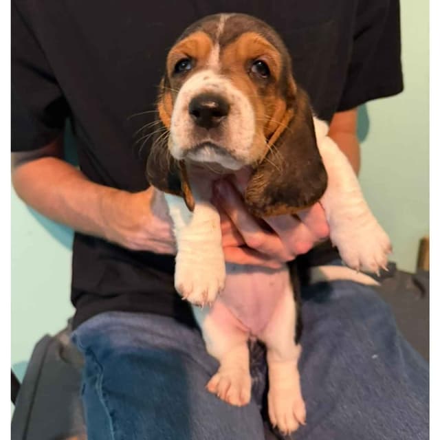 Basset Hound Puppies media 13