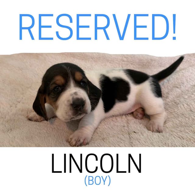 Basset Hound Puppies media 20