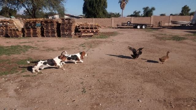 Basset Hound Puppies media 28