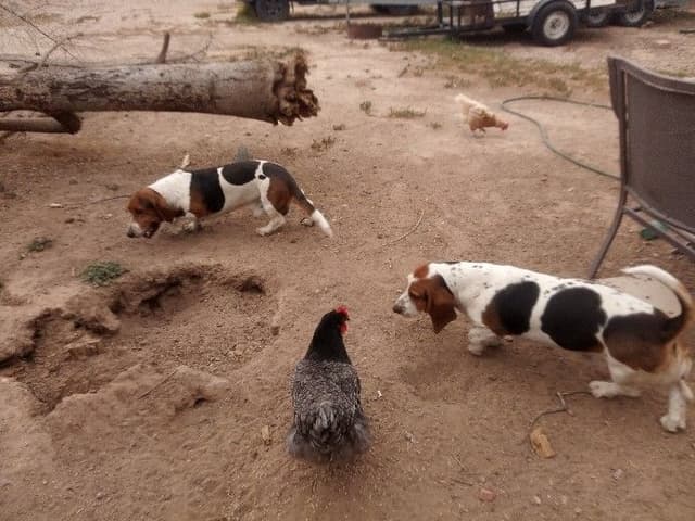 Basset Hound Puppies media 29