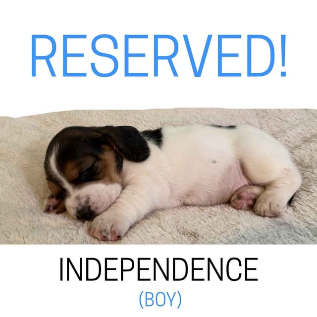 Basset Hound Puppies media 17