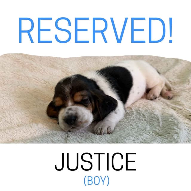 Basset Hound Puppies media 14