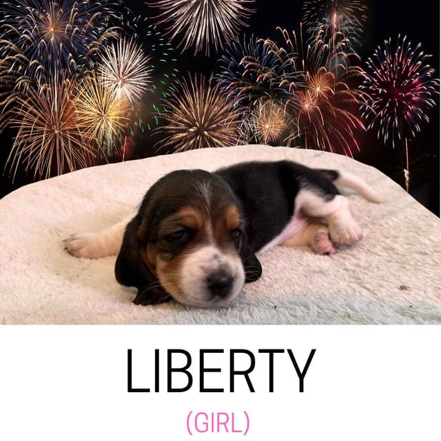 Basset Hound Puppies media 9