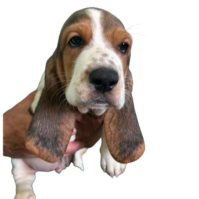 Basset Hound Puppies media 7