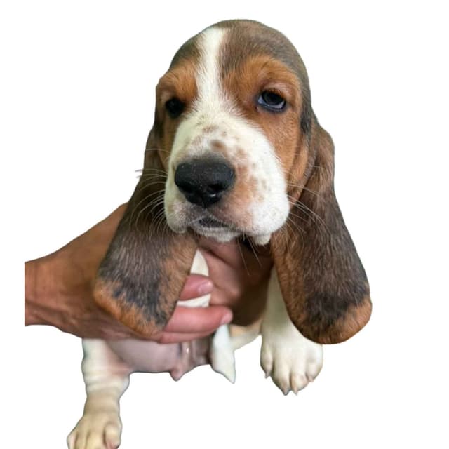 Basset Hound Puppies media 8