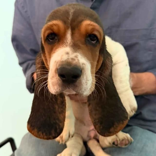 Basset Hound Puppies media 11