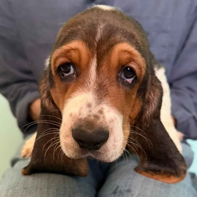 Basset Hound Puppies media 12