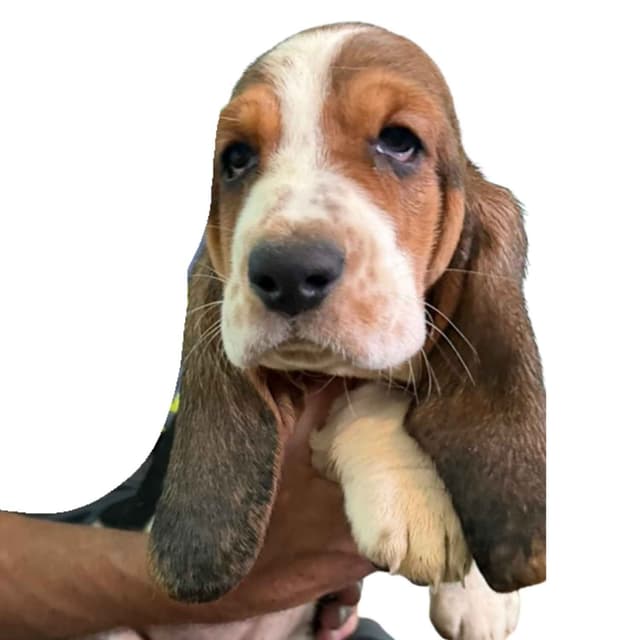 Basset Hound Puppies media 26