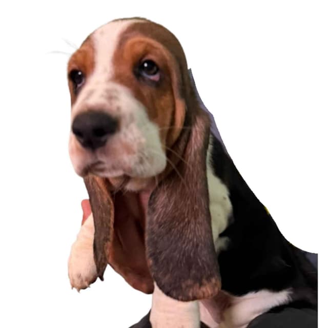 Basset Hound Puppies media 27