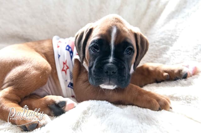 Euro-Boxer Puppies media 2