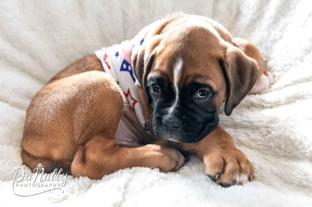 Euro-Boxer Puppies media 3