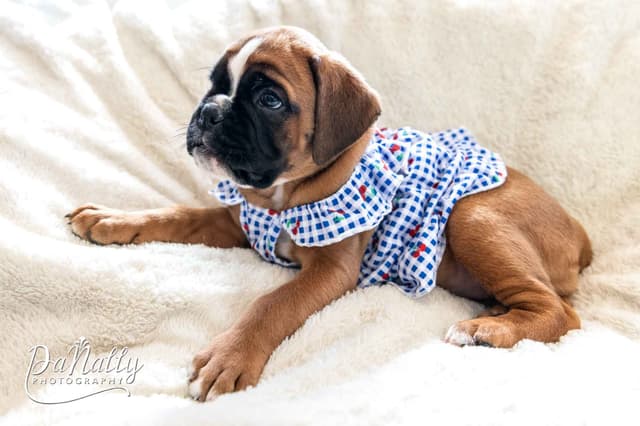Euro-Boxer Puppies media 4
