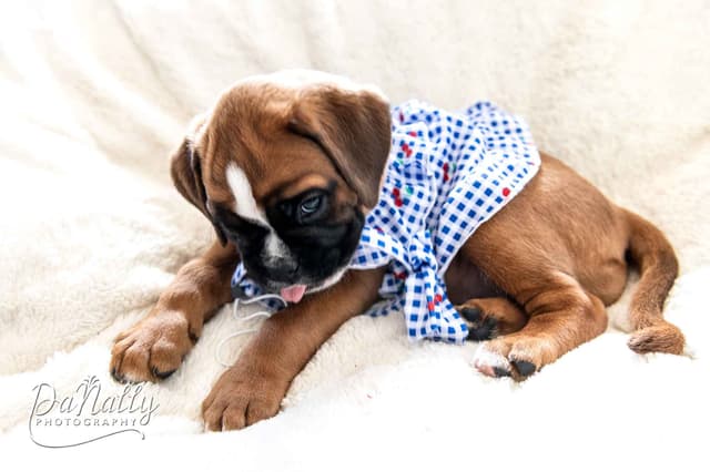 Euro-Boxer Puppies media 5