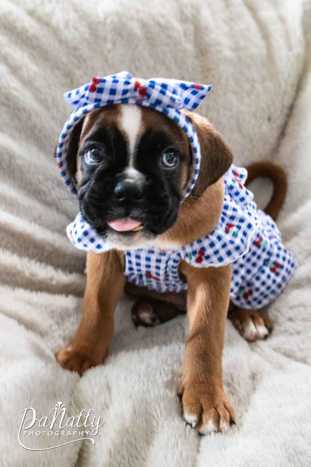 Euro-Boxer Puppies media 6