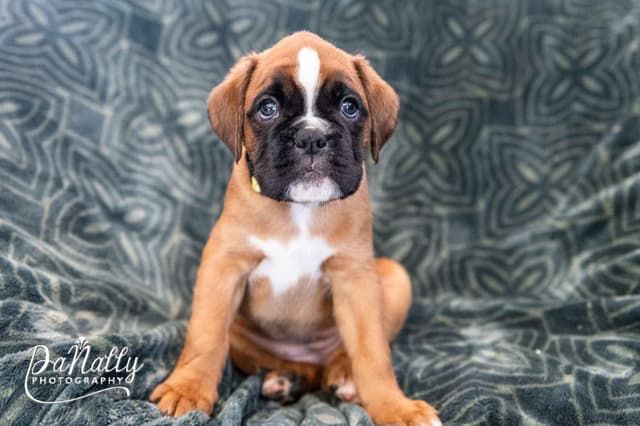 Euro-Boxer Puppies media 7