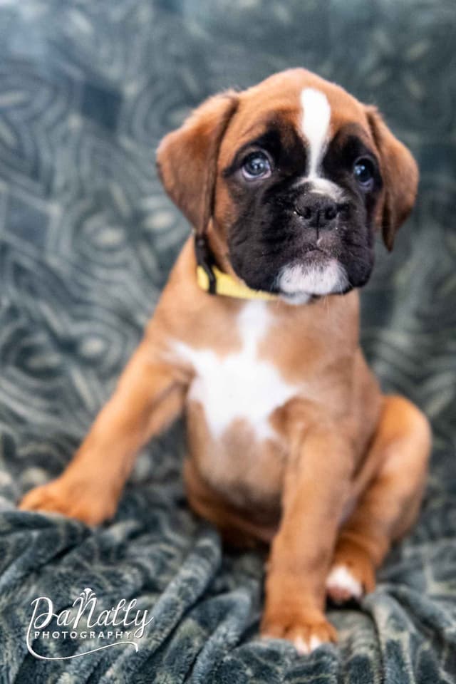 Euro-Boxer Puppies media 8