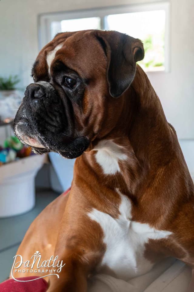 Euro-Boxer Puppies media 9