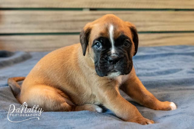 Euro-Boxer Puppies media 10