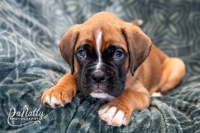 Euro-Boxer Puppies media 11