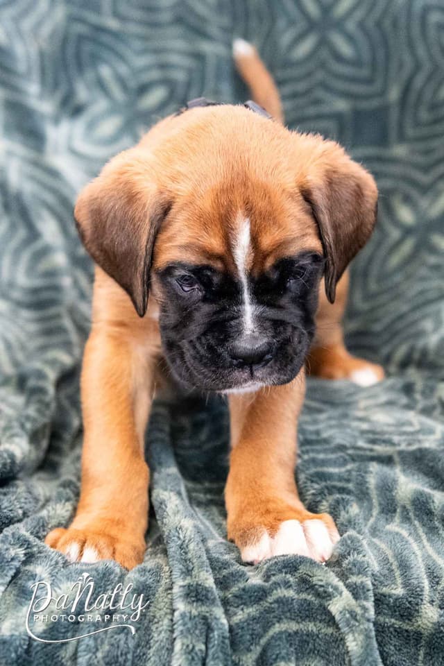 Euro-Boxer Puppies media 12