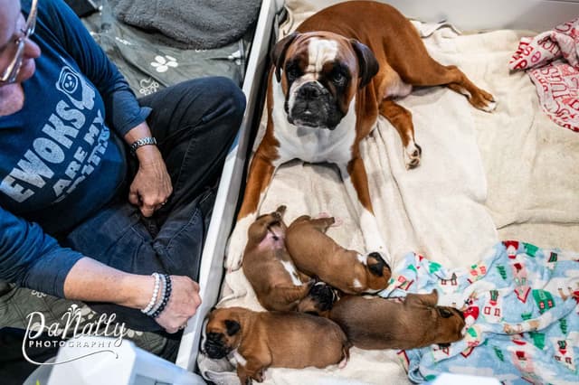 Euro-Boxer Puppies media 13