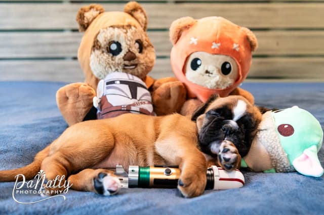 Euro-Boxer Puppies media 14