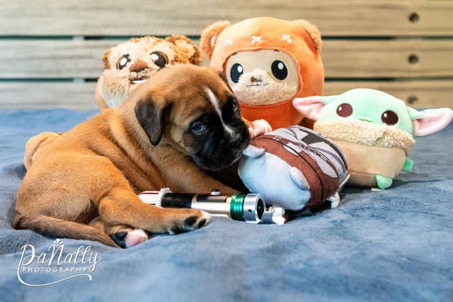 Euro-Boxer Puppies media 15