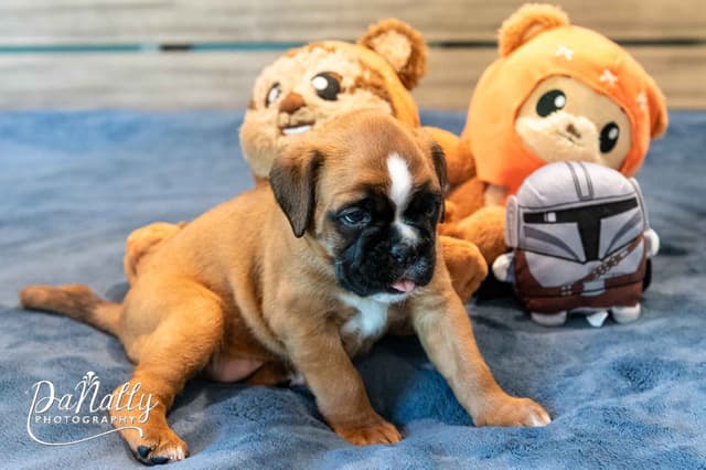 Euro-Boxer Puppies media 16