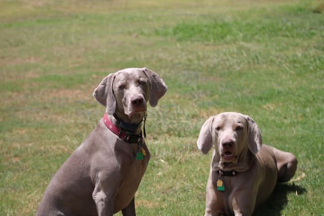 Weimaraner Puppies media 4