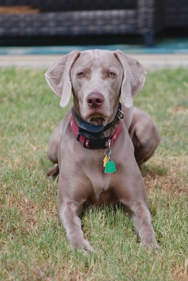 Weimaraner Puppies media 6