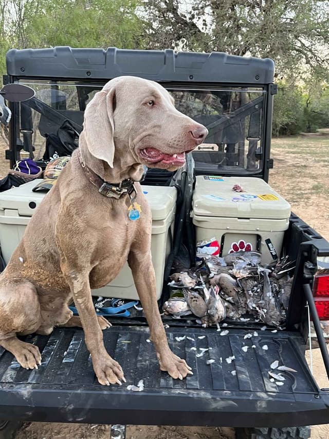 Weimaraner Puppies media 7