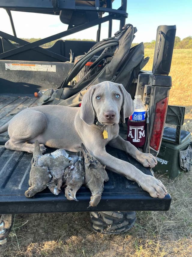 Weimaraner Puppies media 8