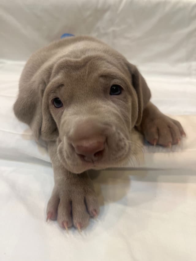 Weimaraner Puppies media 2