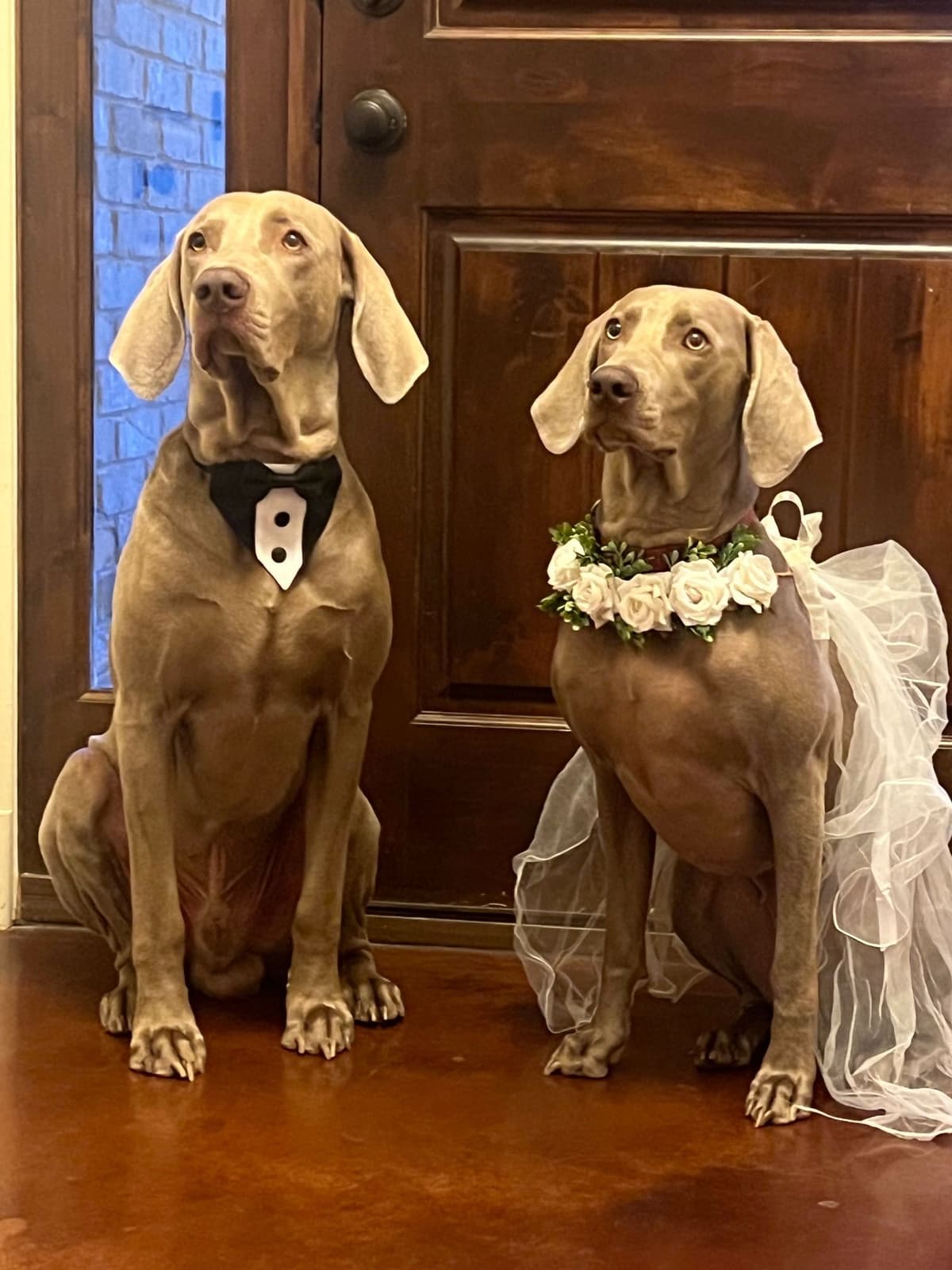 Weimaraner Puppies breeder image 1