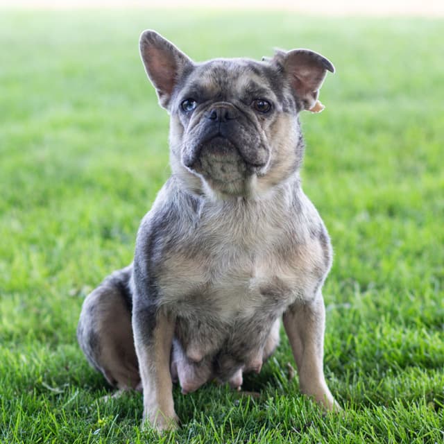 French Bulldog Puppies media 5