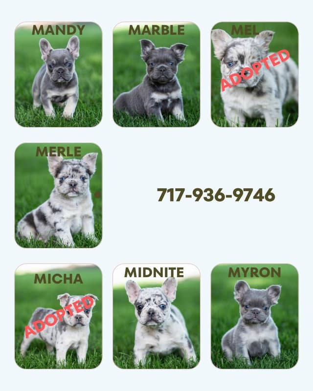 French Bulldog Puppies media 2